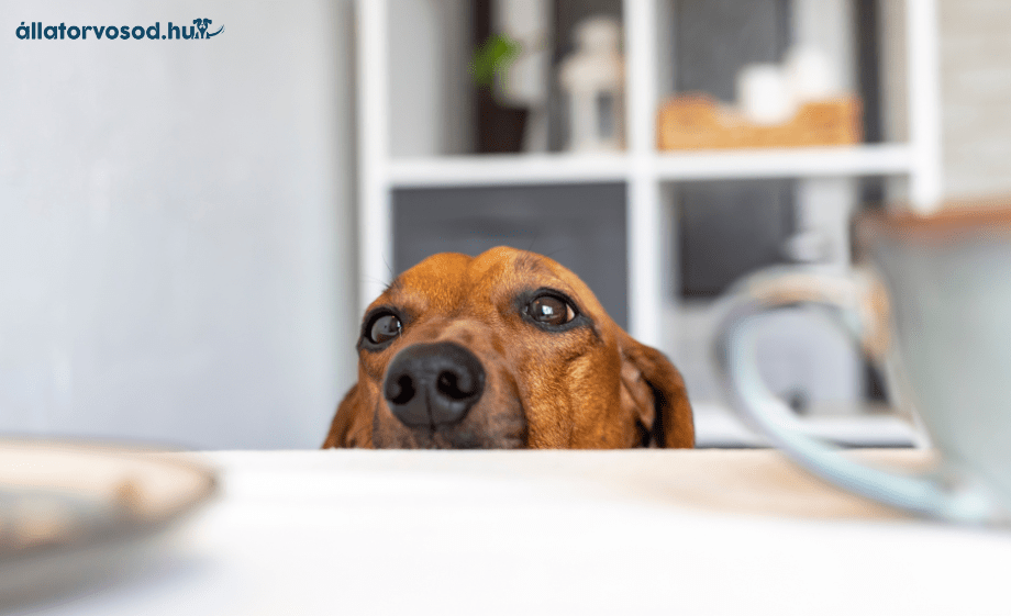 Karácsonyi veszélyek 