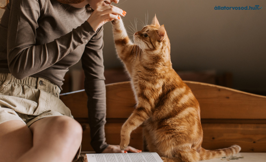 Immunerősítés cicáknál – hogyan készülj a hidegebb hónapokra?